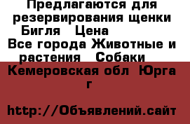 Предлагаются для резервирования щенки Бигля › Цена ­ 40 000 - Все города Животные и растения » Собаки   . Кемеровская обл.,Юрга г.